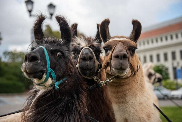 UC Berkeley Students Treated to Llama Therapy before Finals