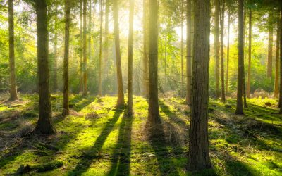 Research Proves Nature is Good for You